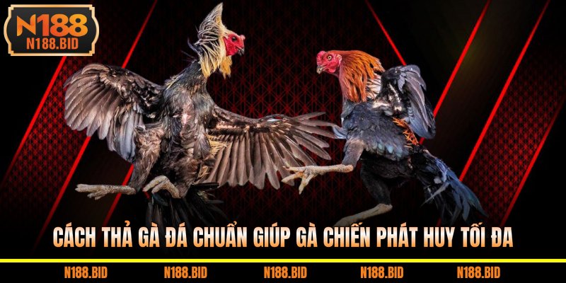 cách thả gà đá