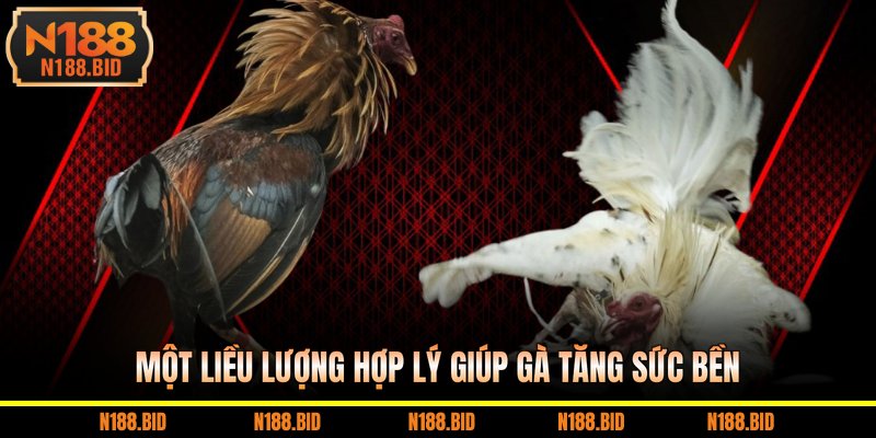 Một liều lượng hợp lý giúp gà tăng sức bền 