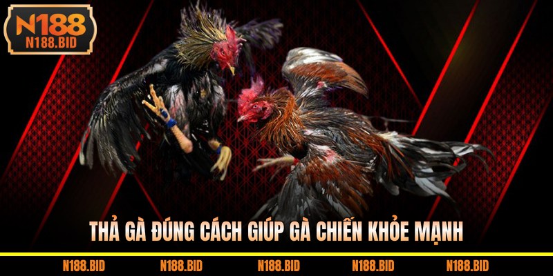Thả gà đúng cách giúp gà chiến khỏe mạnh 